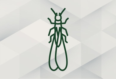 Termite Control