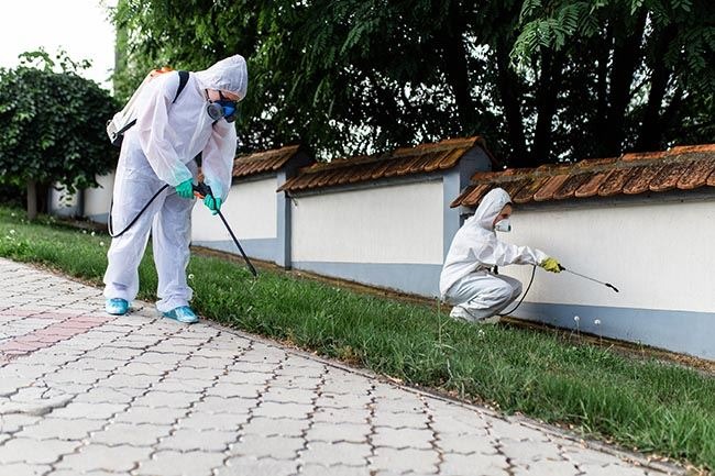 Pest Control Technicians Spraying Lawn